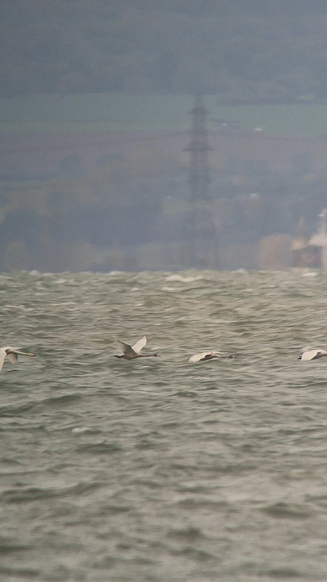 Whooper Swan - ML644484894