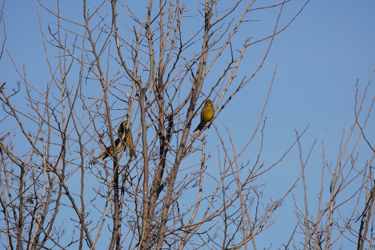 strnad obecný - ML644484900