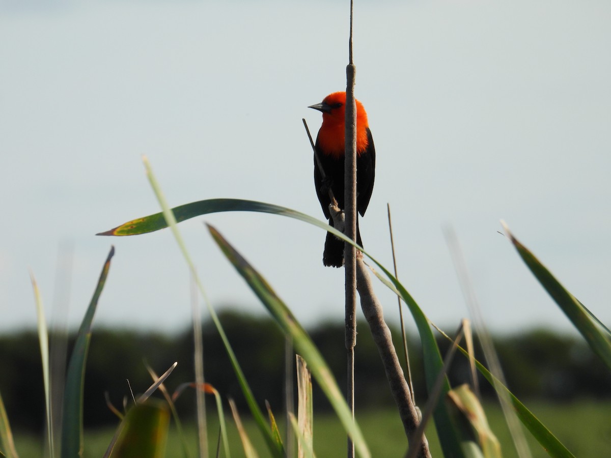 Трупіал червоноголовий - ML644484909