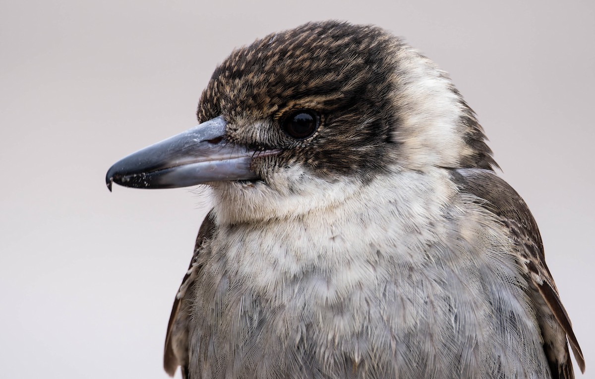 ハイイロモズガラス - ML644484914