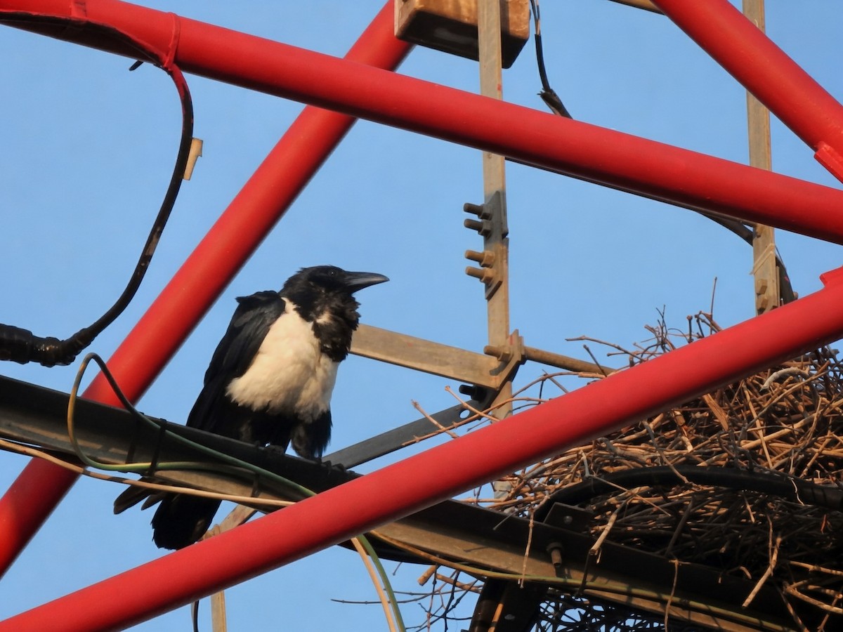 Pied Crow - ML644484916