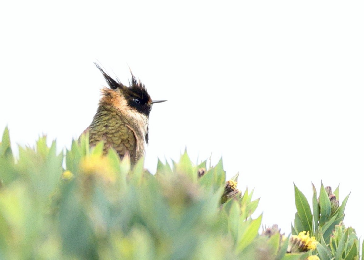 Buffy Helmetcrest - ML644484926