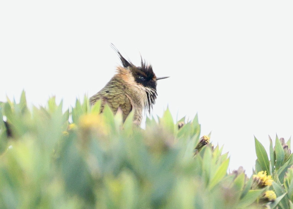 Buffy Helmetcrest - ML644484932