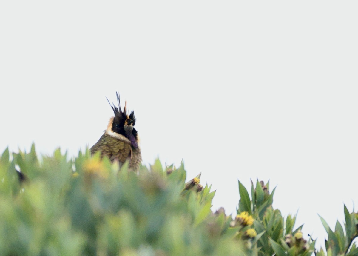 Buffy Helmetcrest - ML644484933