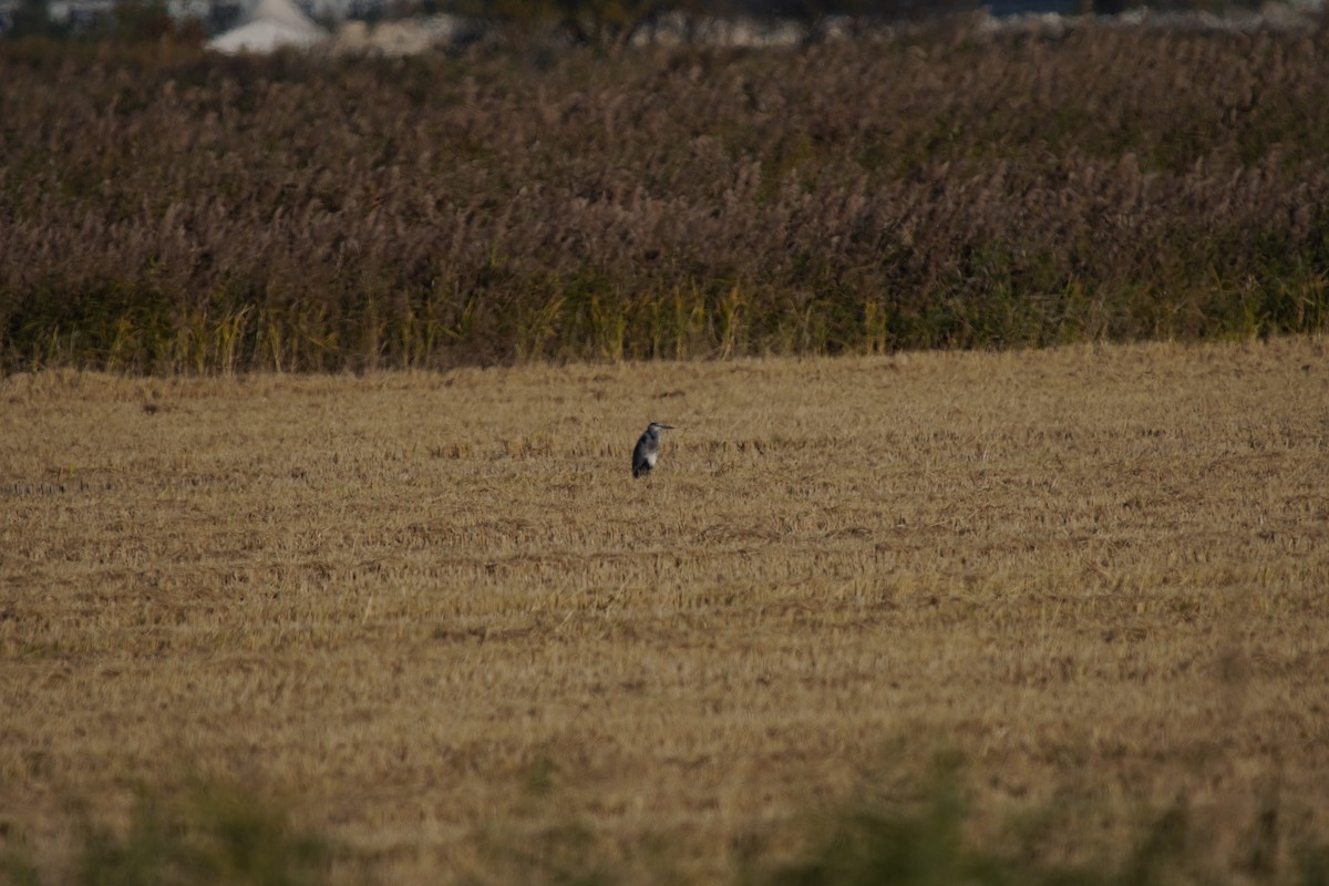 volavka popelavá - ML644484935