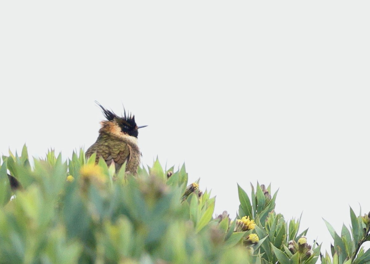 Buffy Helmetcrest - ML644484936