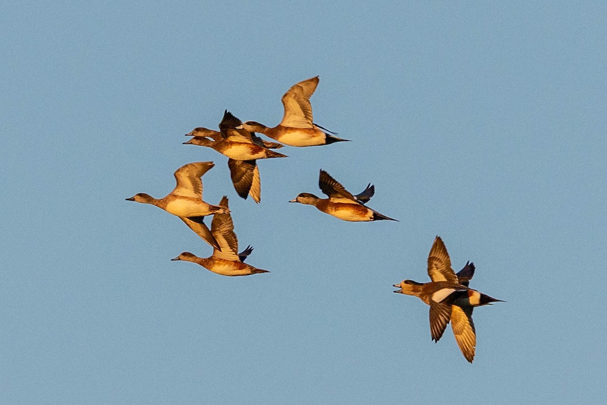 American Wigeon - ML644484938