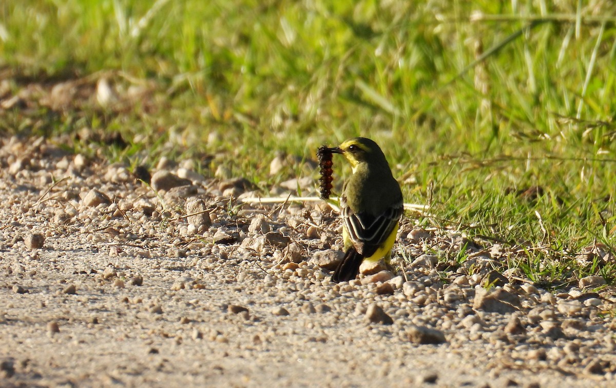 Yellow-browed Tyrant - ML644484939