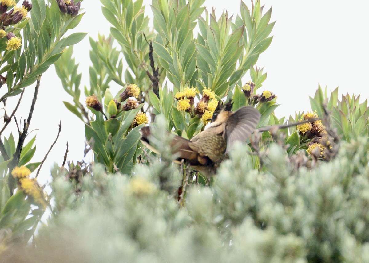 Buffy Helmetcrest - ML644484940