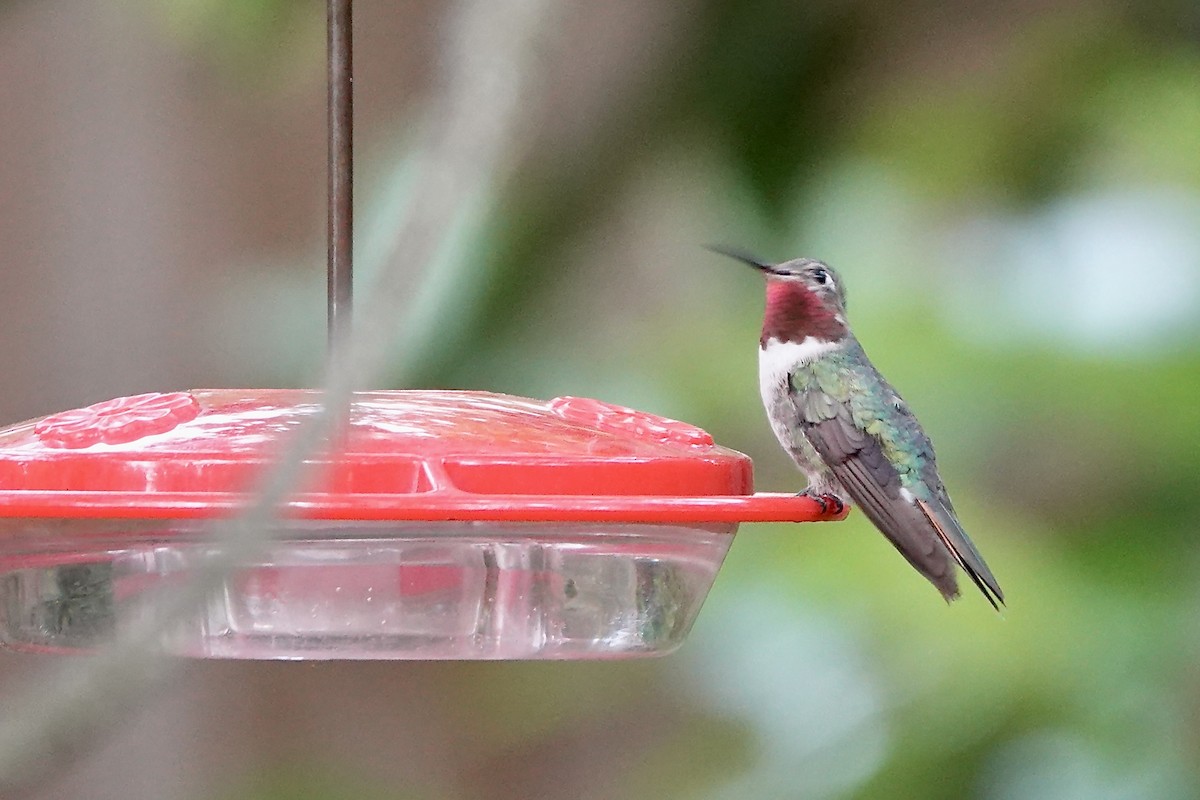 kalypta širokoocasá - ML644484941