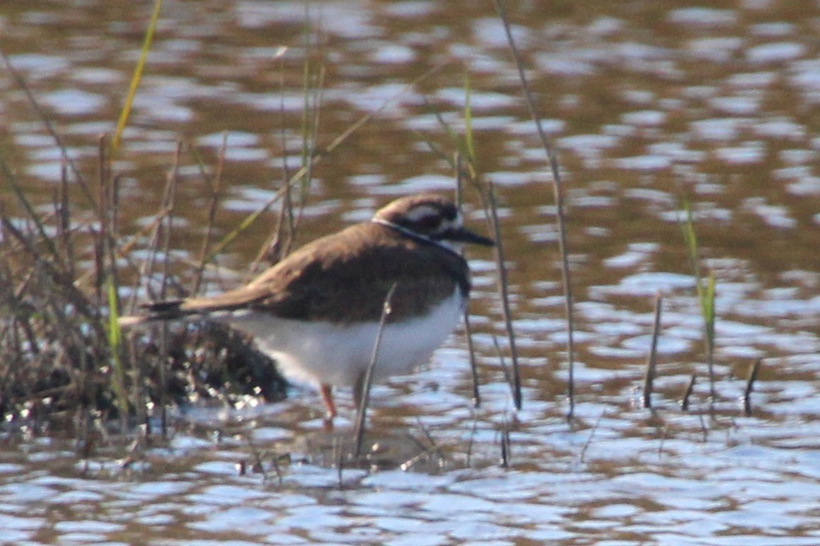 kulík rezavoocasý - ML644484953