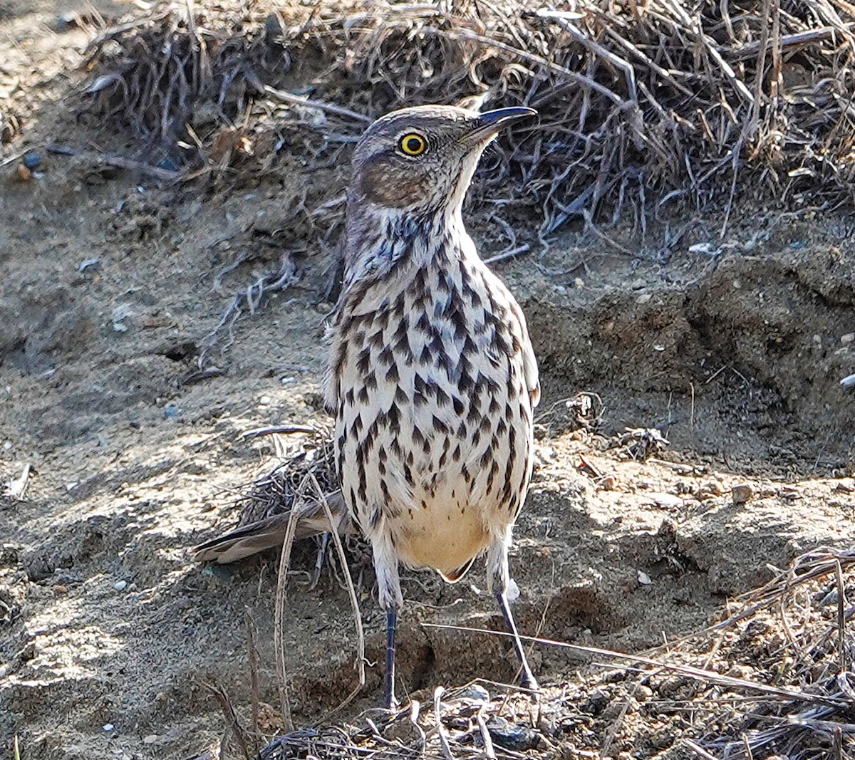 Sage Thrasher - ML644484957