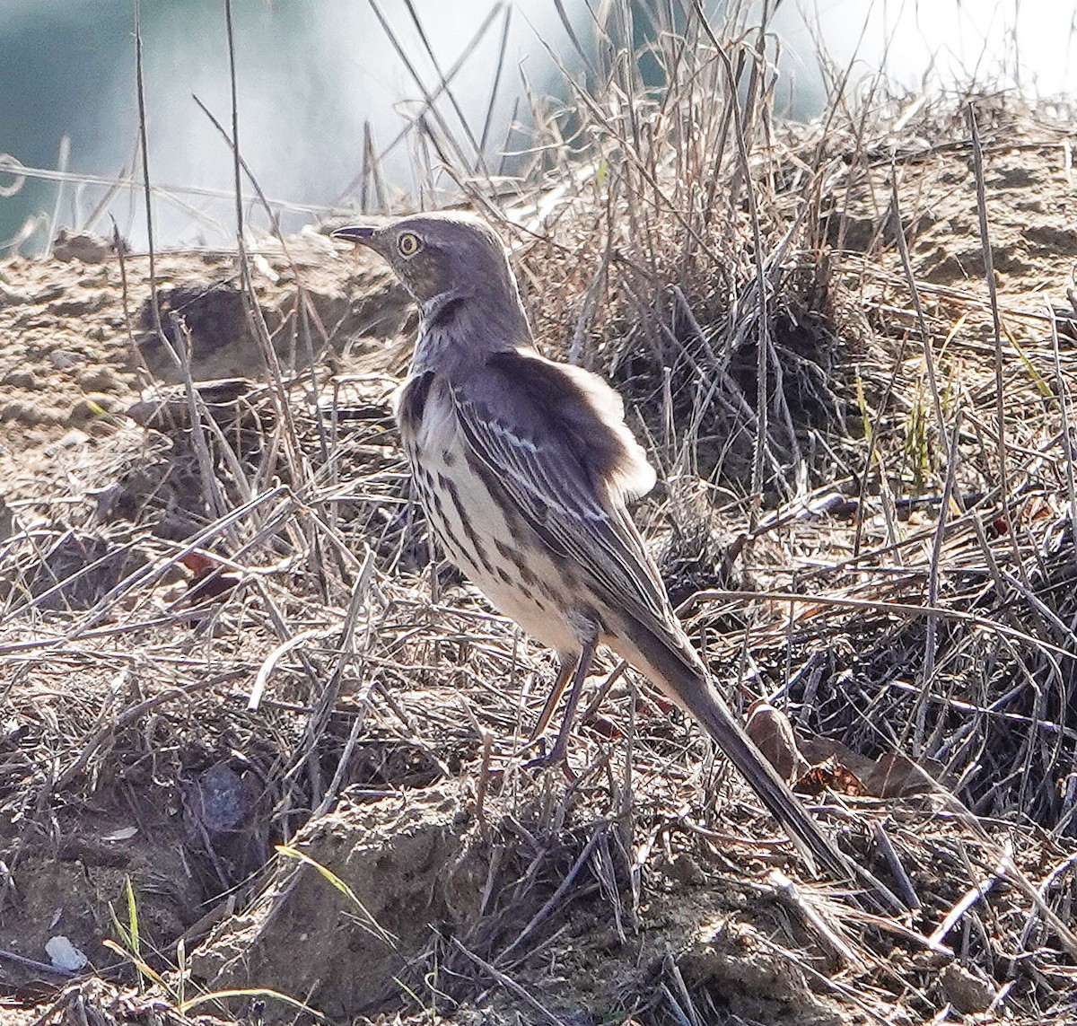 Sage Thrasher - ML644484958