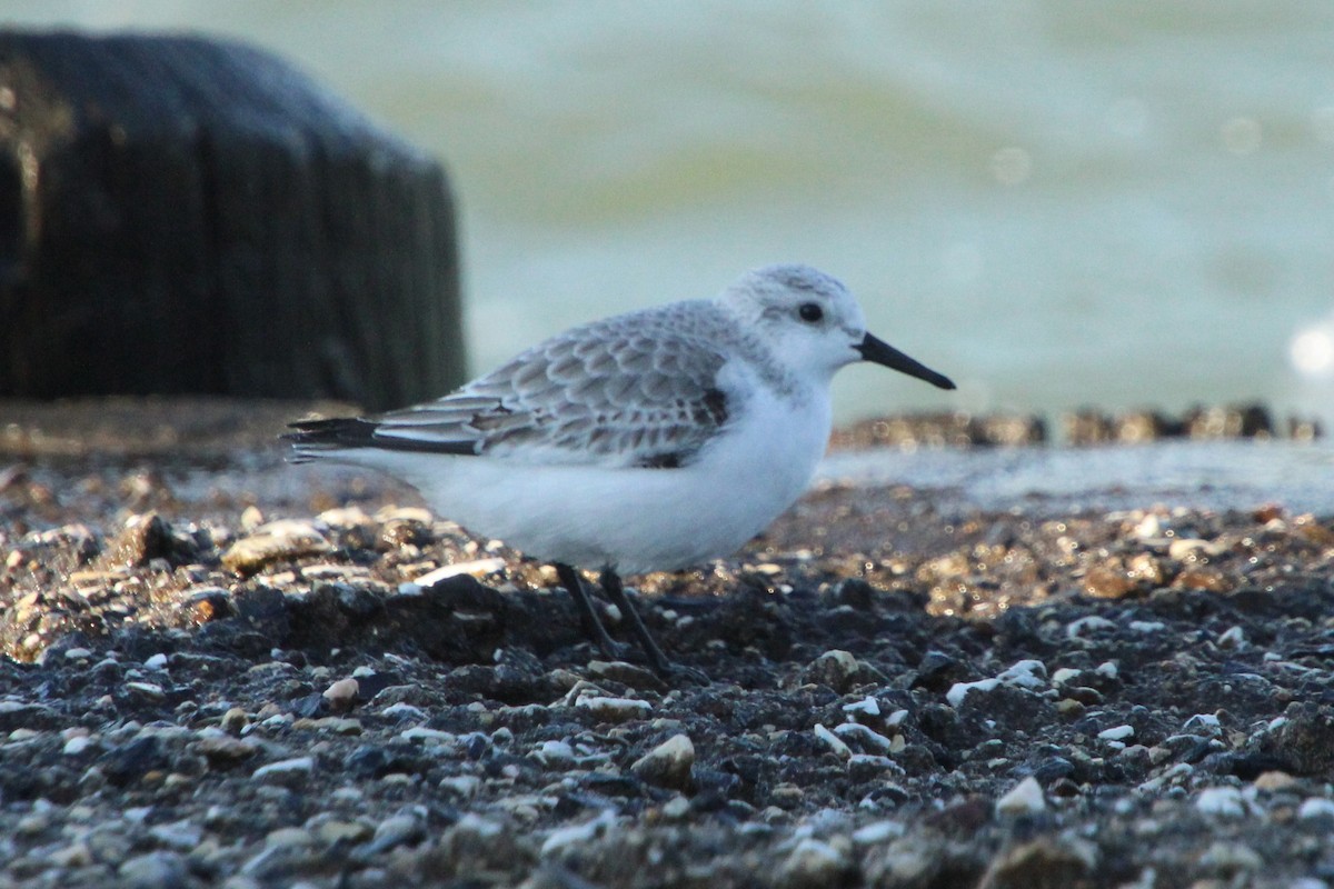 Гурвалж элсэг - ML644484966