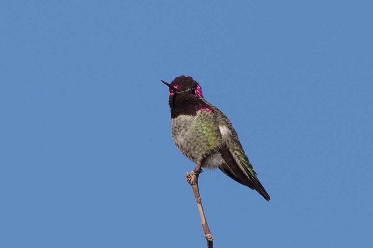 Anna's Hummingbird - ML644484967