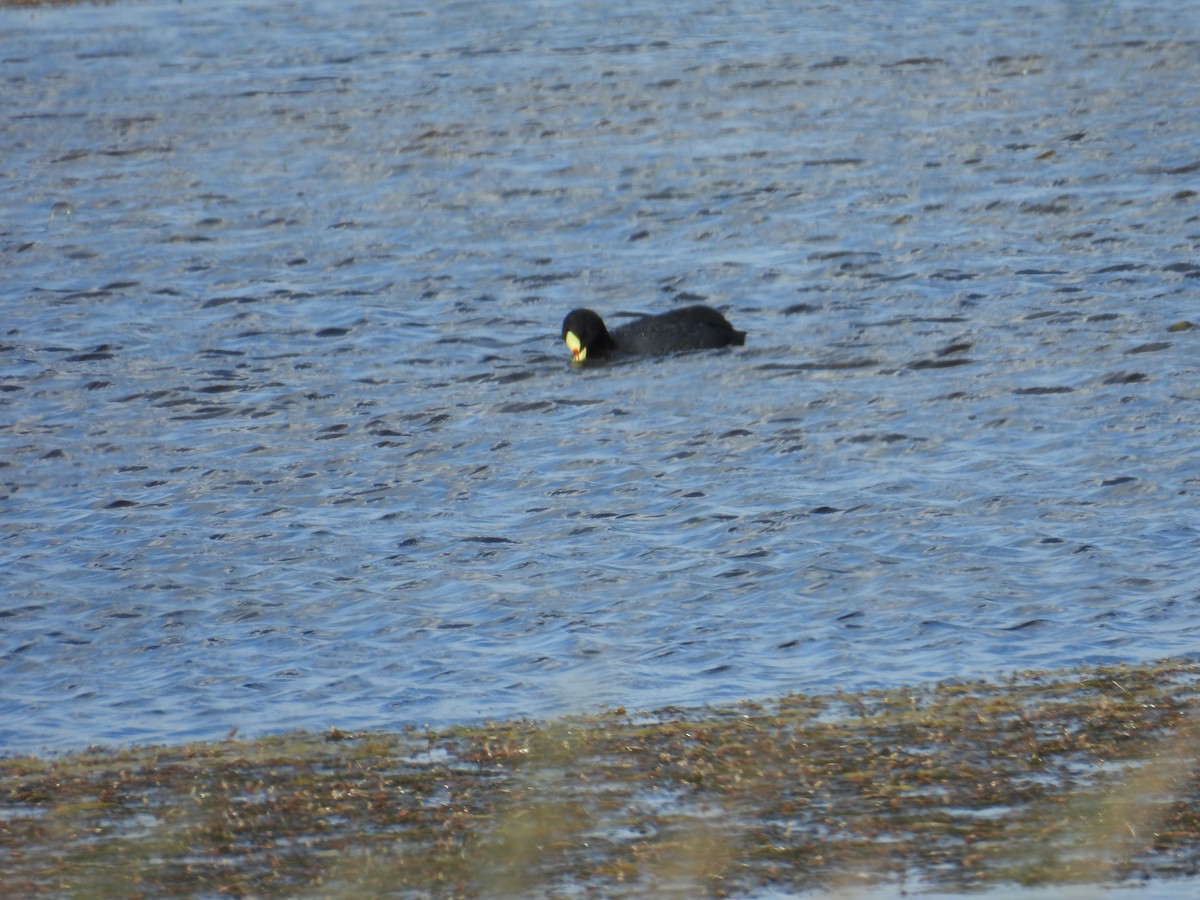 Foulque à jarretières - ML644484969