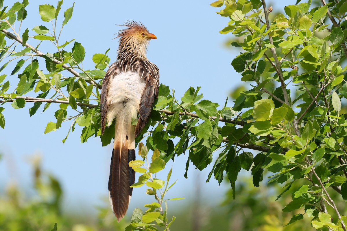 Guirakuckuck - ML644484972