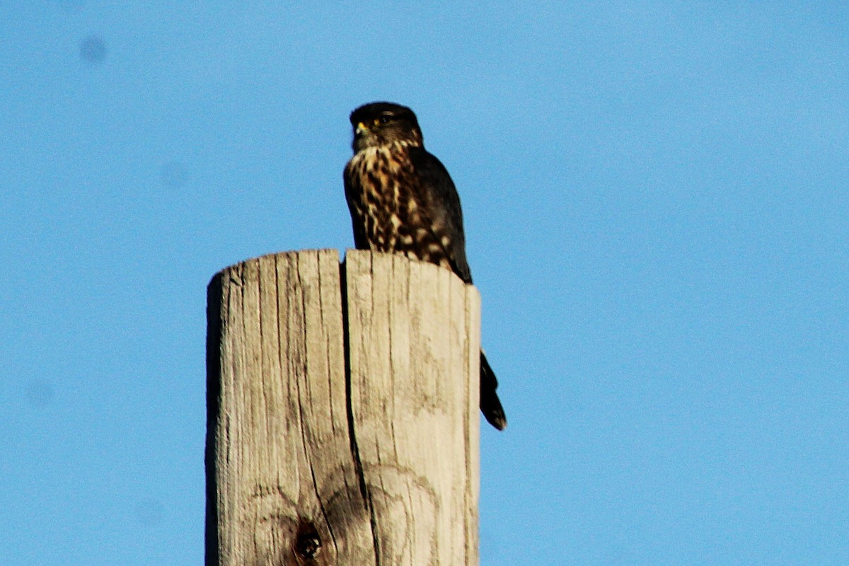 dřemlík tundrový - ML644484973