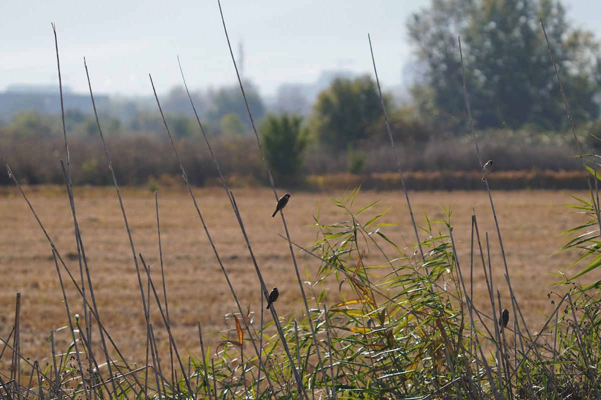 vrabec polní - ML644484977