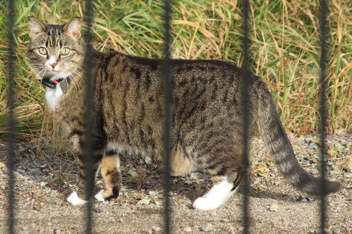 Domestic Cat - ML644484984