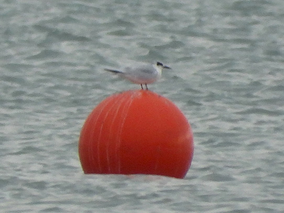 Forster's Tern - ML644484986