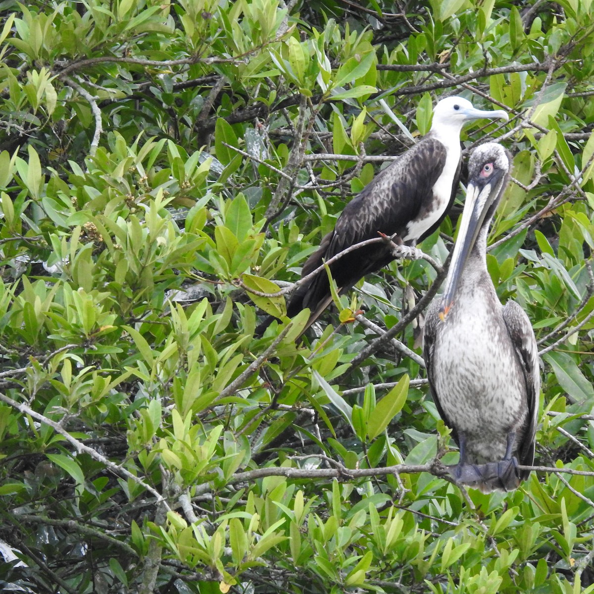 Magnificent Frigatebird - ML644484987