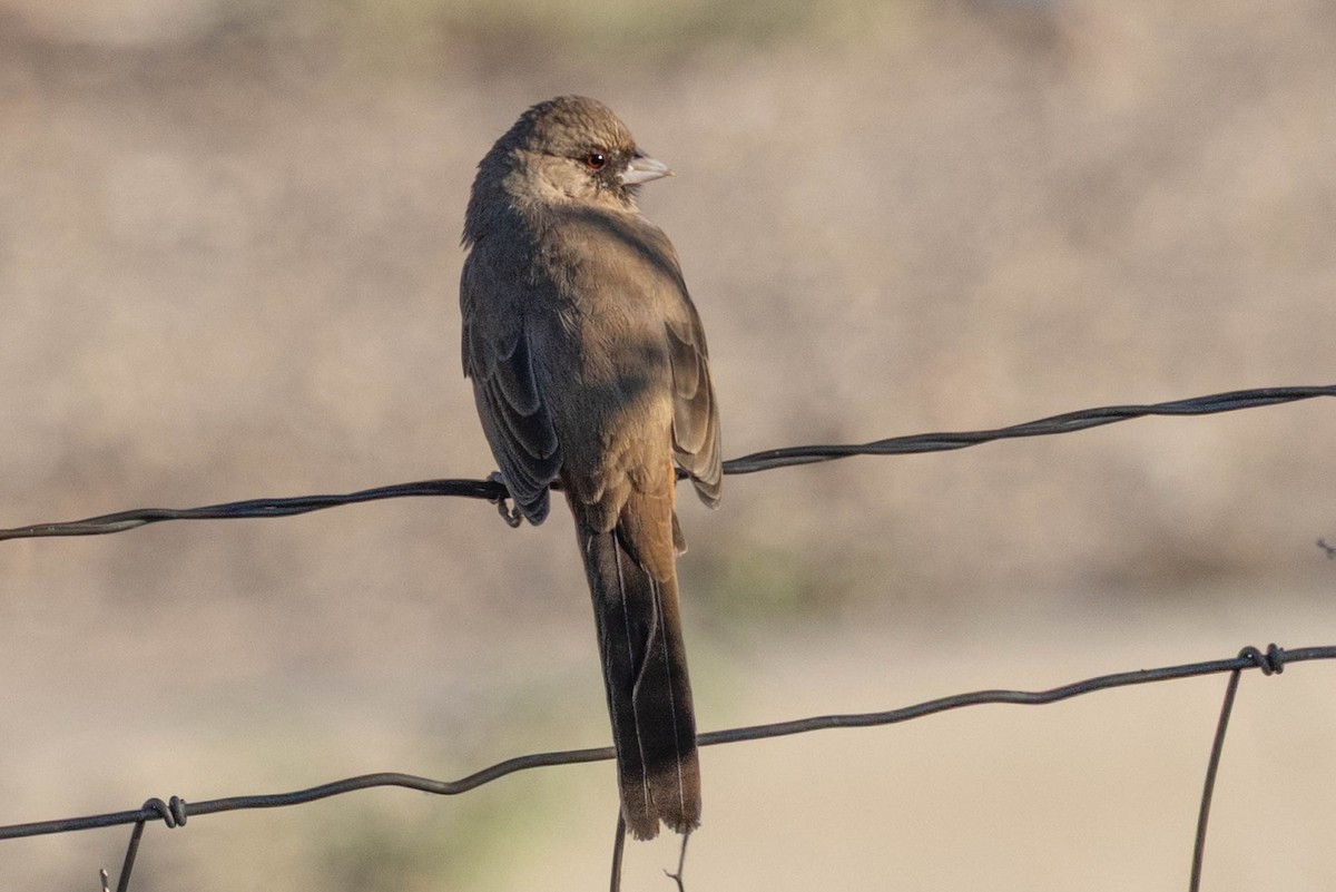 Tohi d'Abert - ML644484997