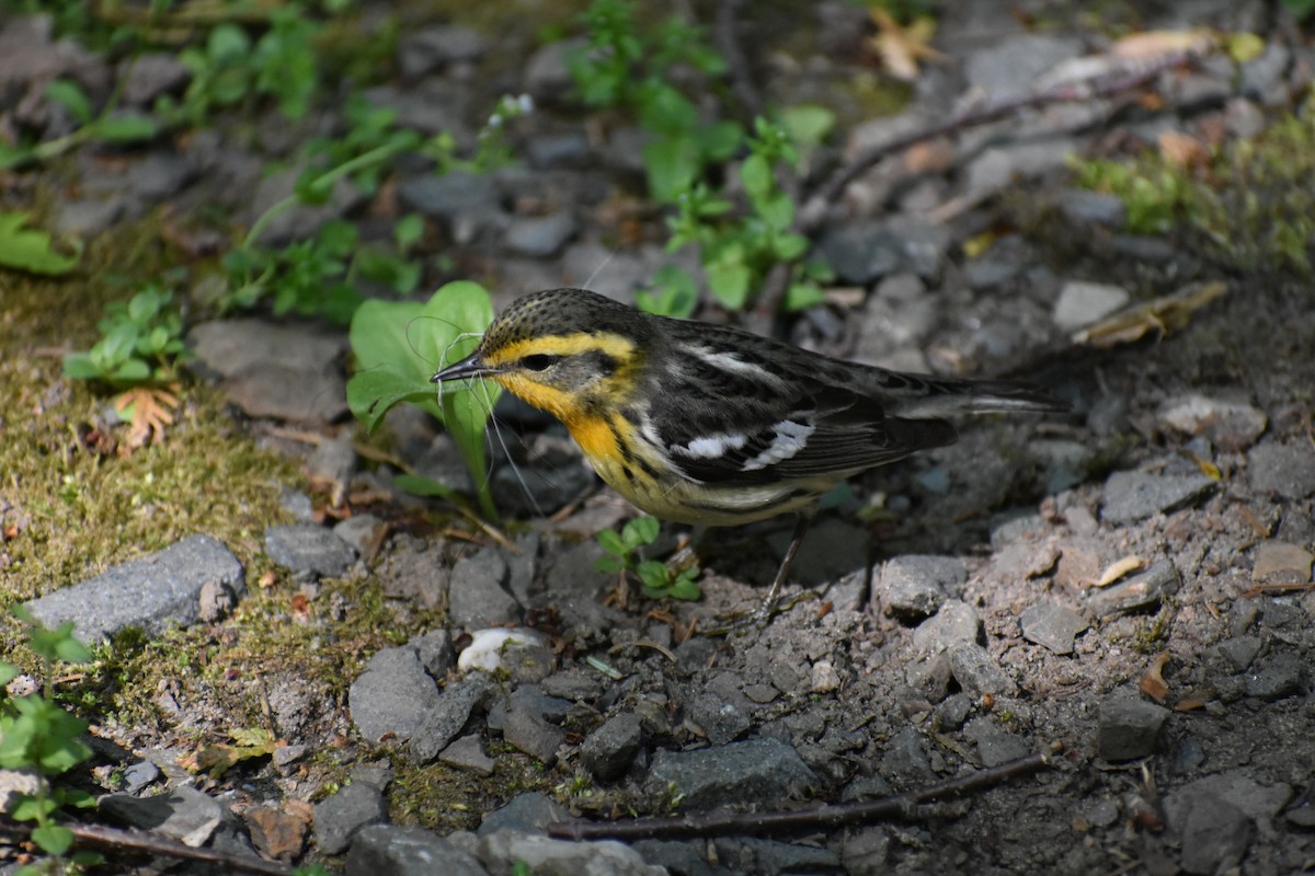 Turuncu Boğazlı Ötleğen - ML644485011