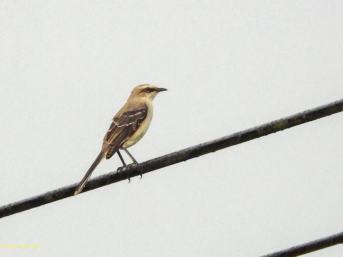 Tropenspottdrossel - ML644485015