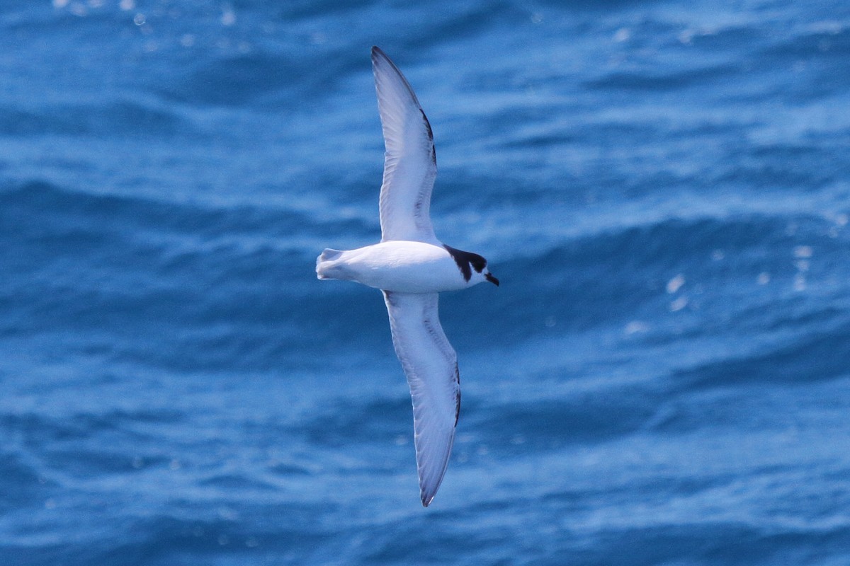 Petrel urdina - ML644485025