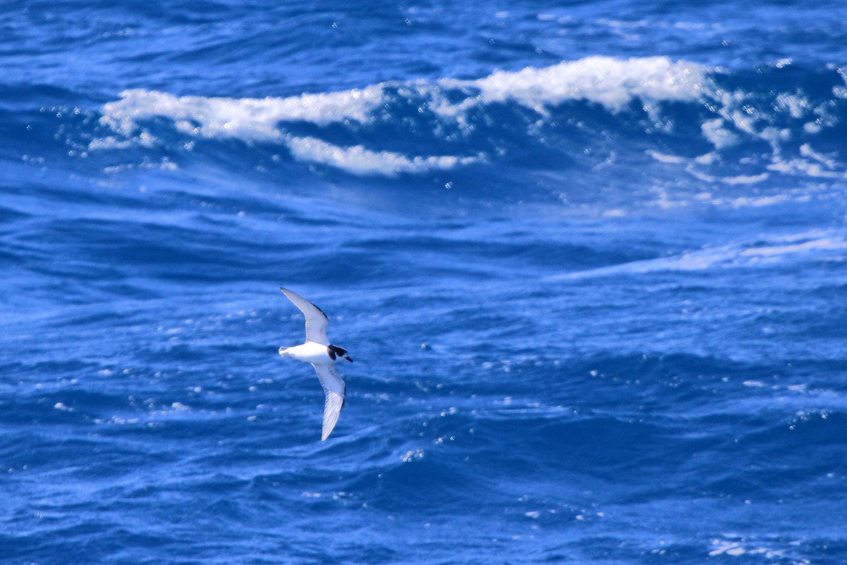 Petrel urdina - ML644485026
