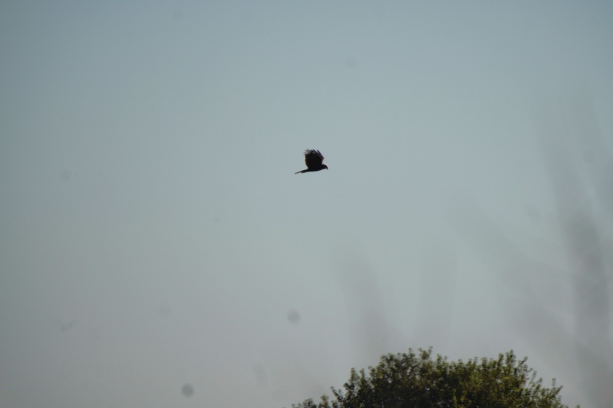 Zingira-mirotz eurasiarra - ML644485031