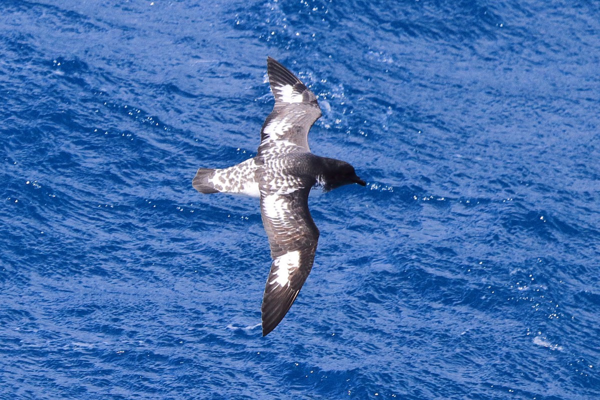 Petrel pintoa - ML644485037