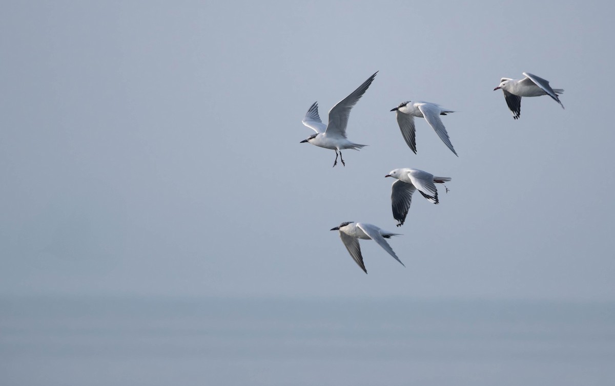Australian Tern - ML644485039