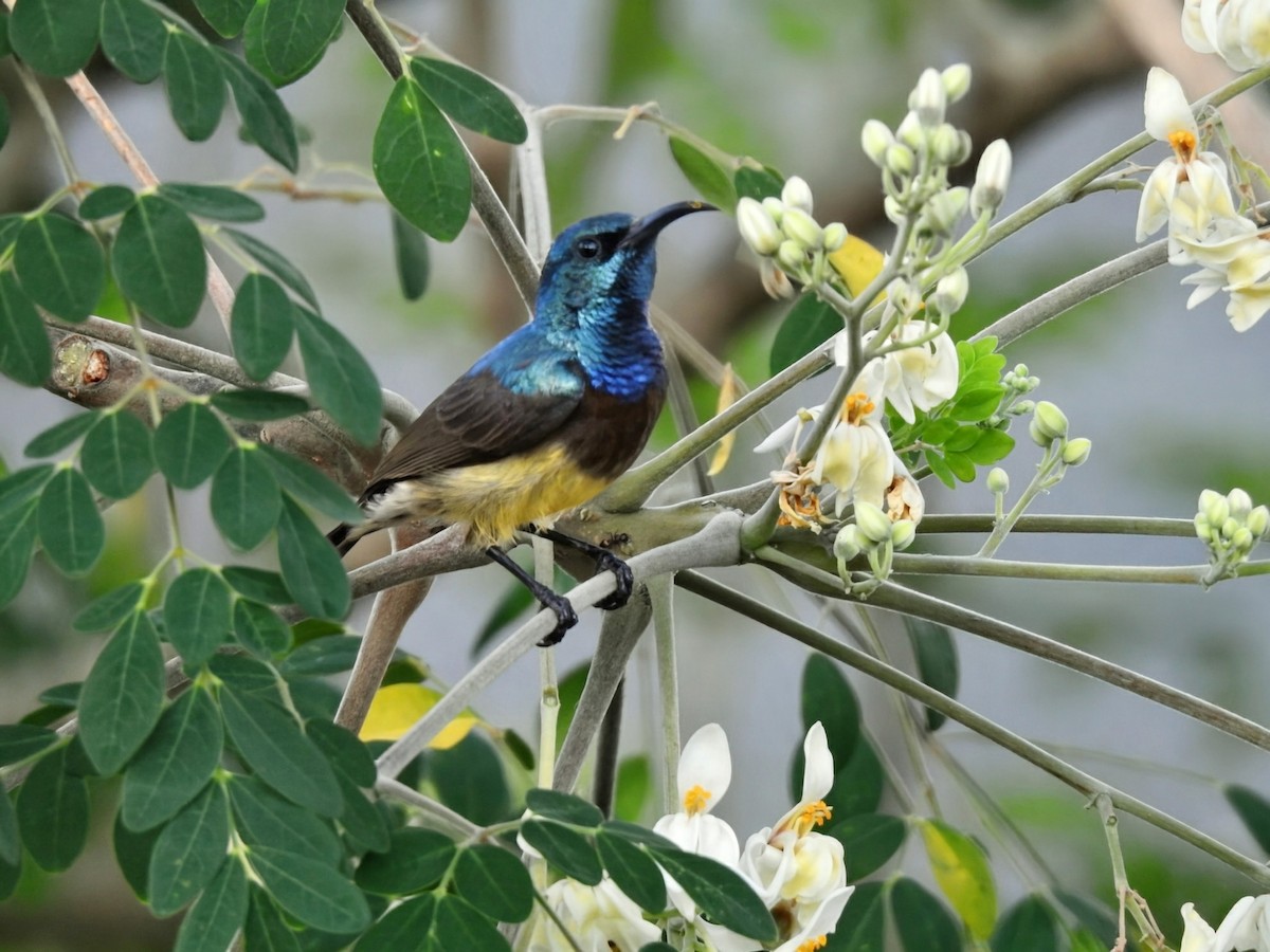 Souimanga Sunbird - ML644485047