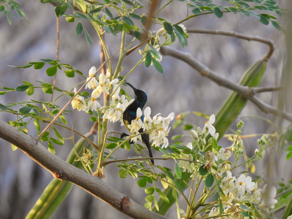 Souimanga Sunbird - ML644485050