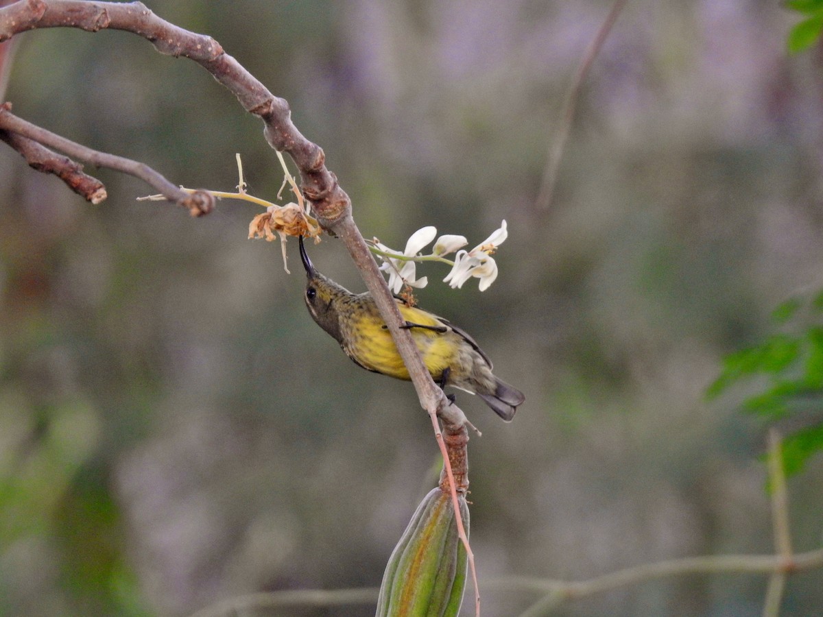 Souimanga Sunbird - ML644485051