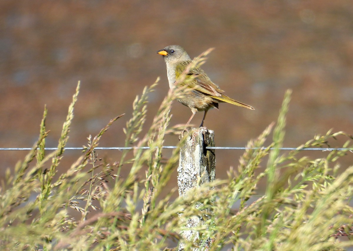 Great Pampa-Finch - ML644485052