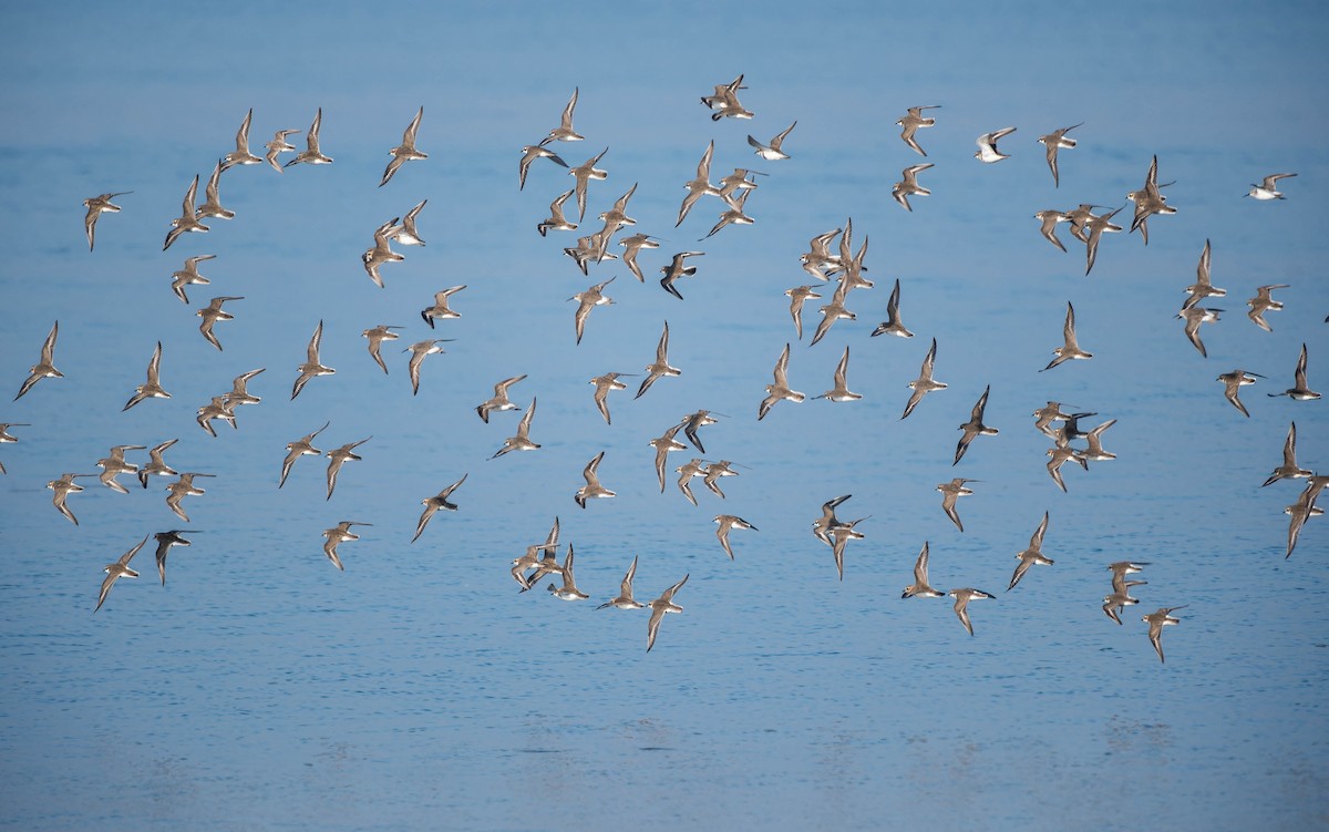 Double-banded Plover - ML644485057
