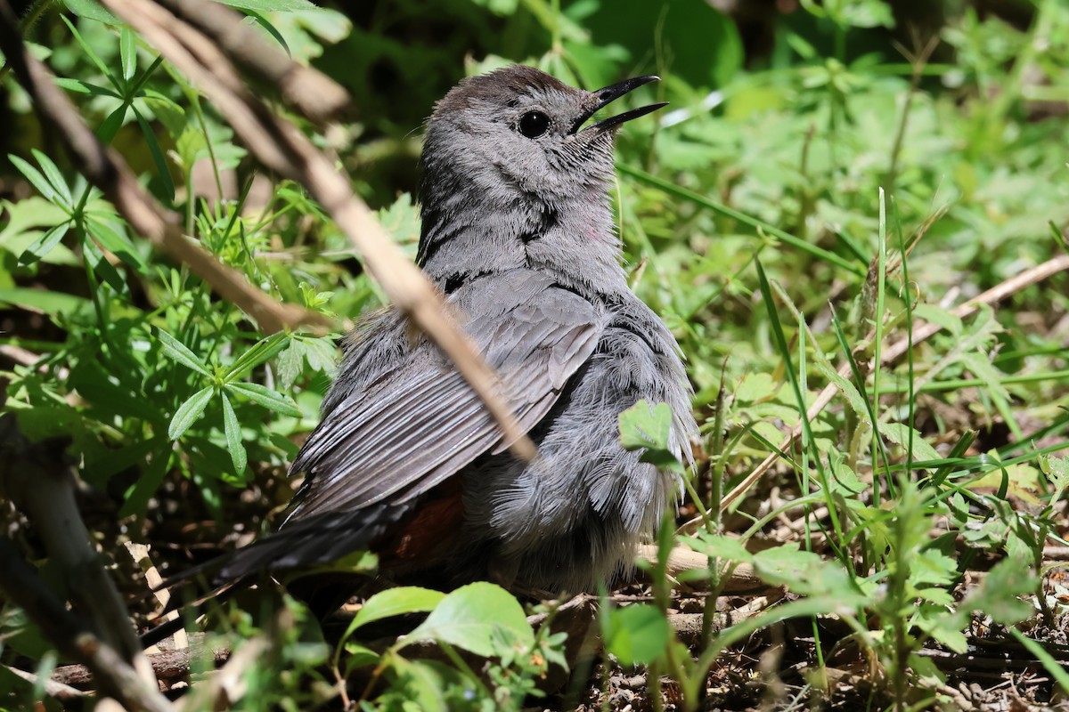 Gray Catbird - ML644485060