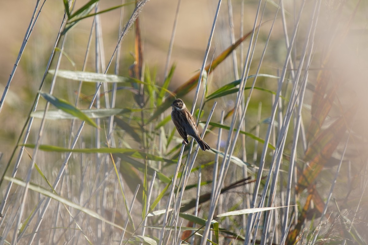 strnad rákosní - ML644485071