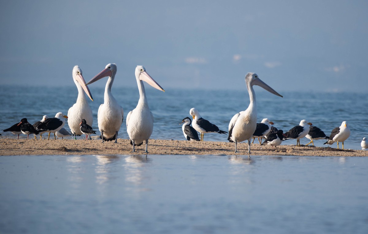 Australian Pelican - ML644485076