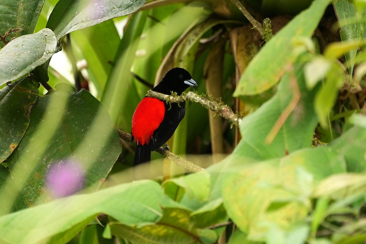 Scarlet-rumped Tanager - ML644485083