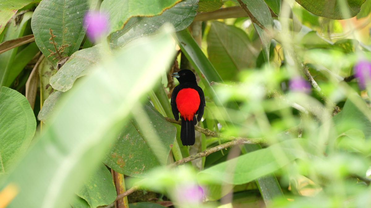 Scarlet-rumped Tanager - ML644485084
