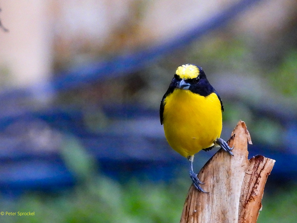 Thick-billed Euphonia - ML644485085