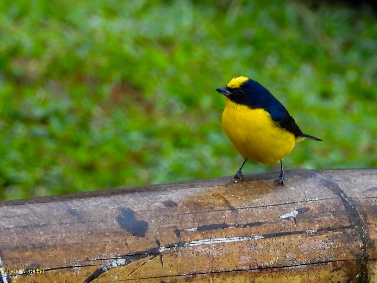 Thick-billed Euphonia - ML644485086