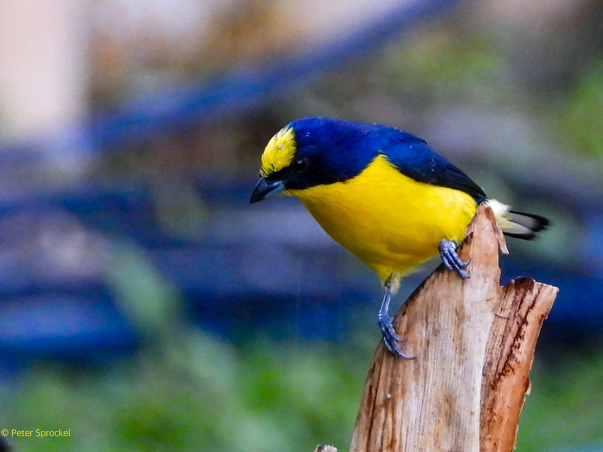 Thick-billed Euphonia - ML644485087