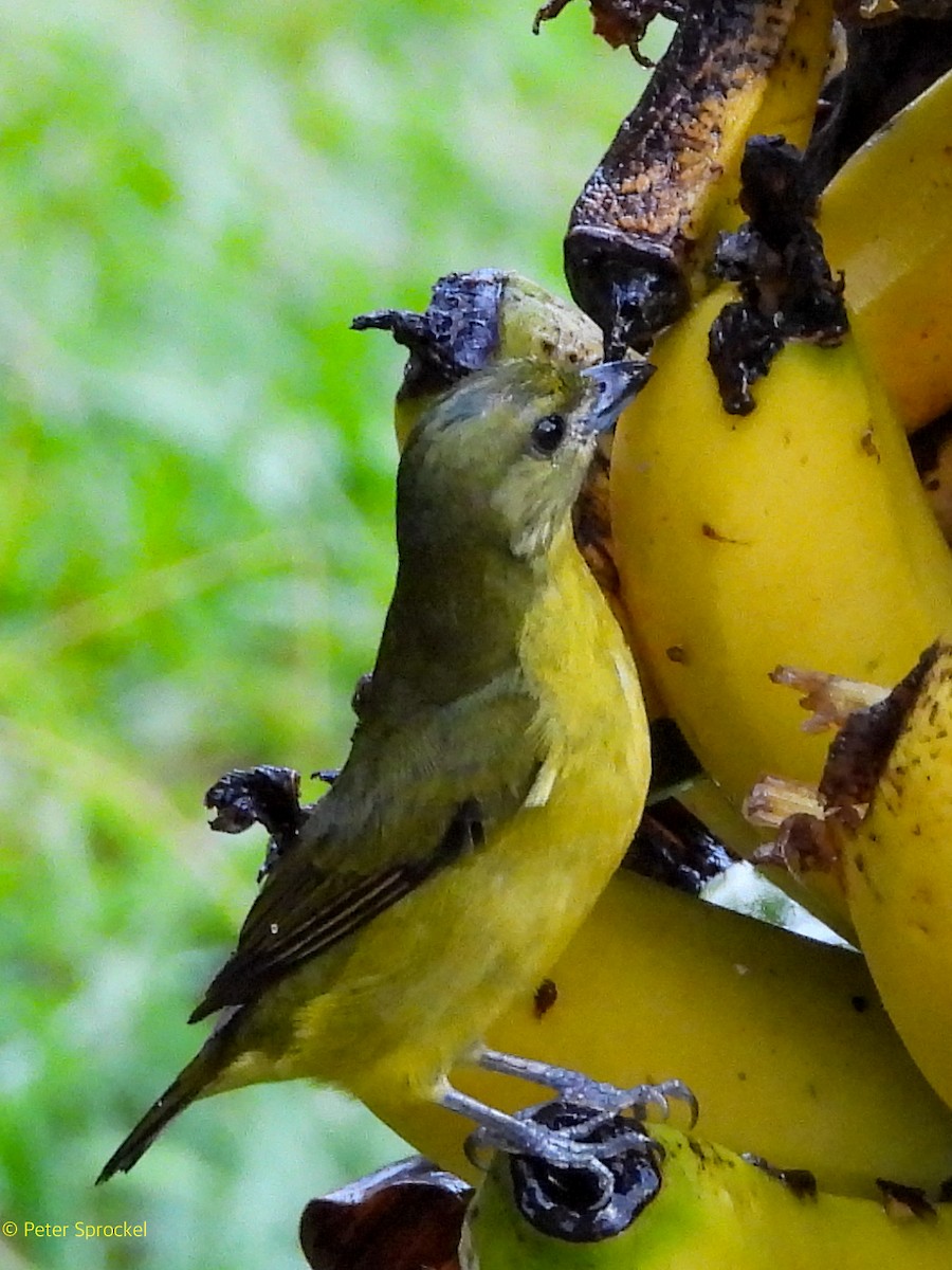 Thick-billed Euphonia - ML644485088