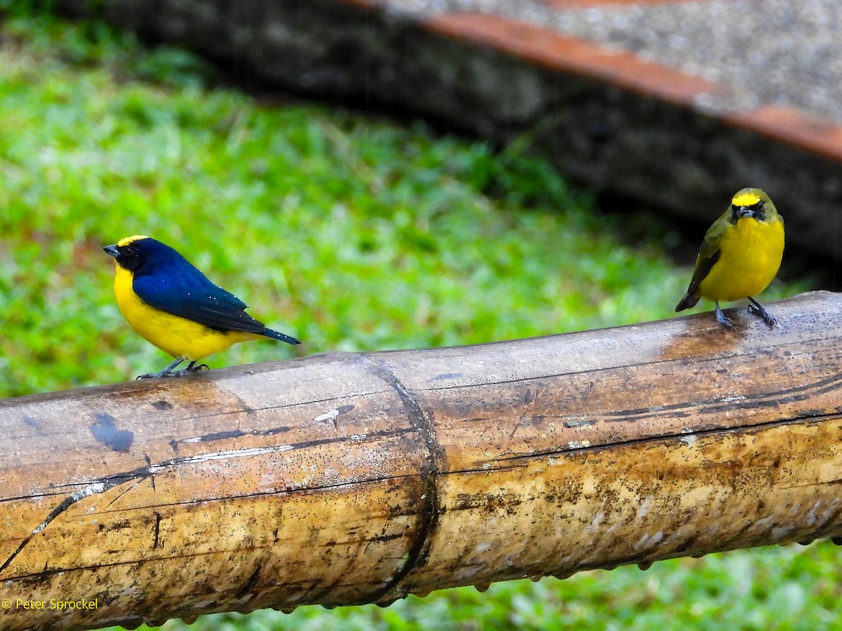 Thick-billed Euphonia - ML644485089