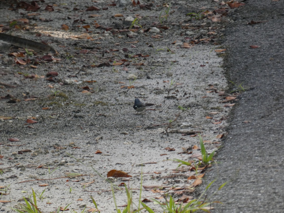 Black-throated Blue Warbler - ML644485090
